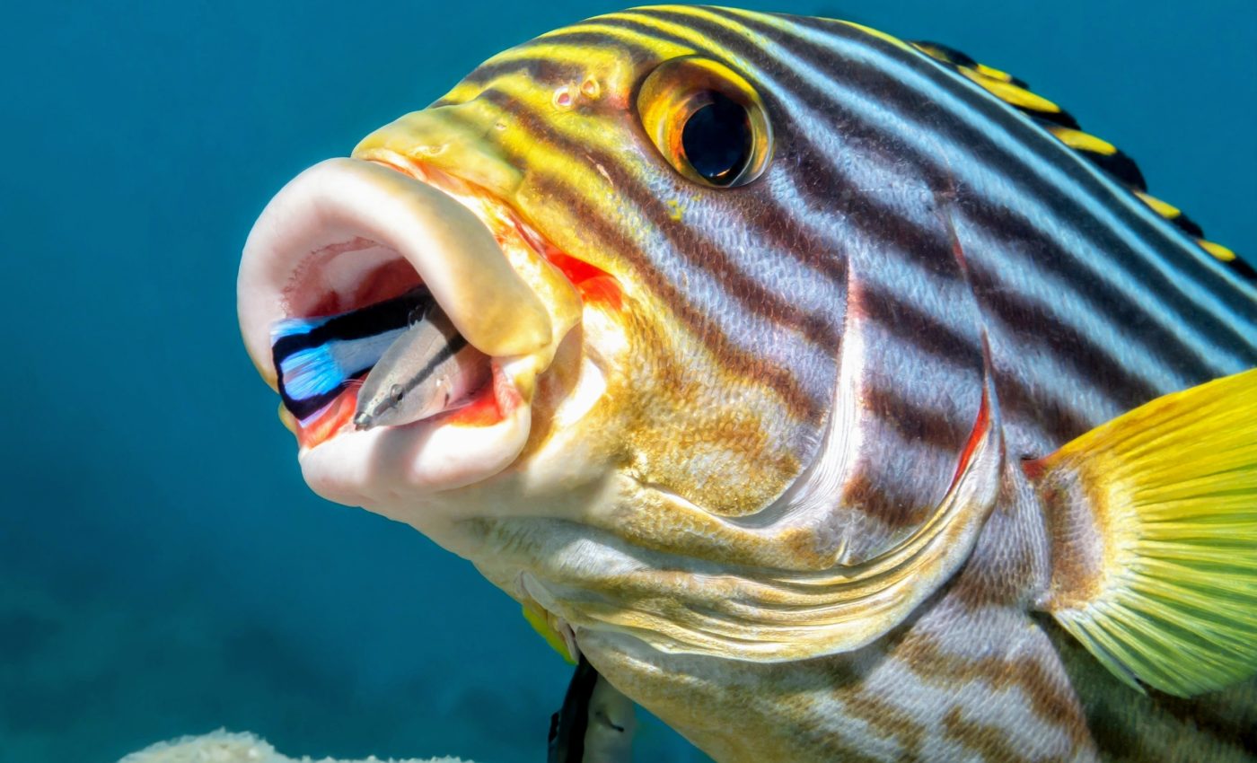 Cleaner fish may spread helpful microbes across coral reefs