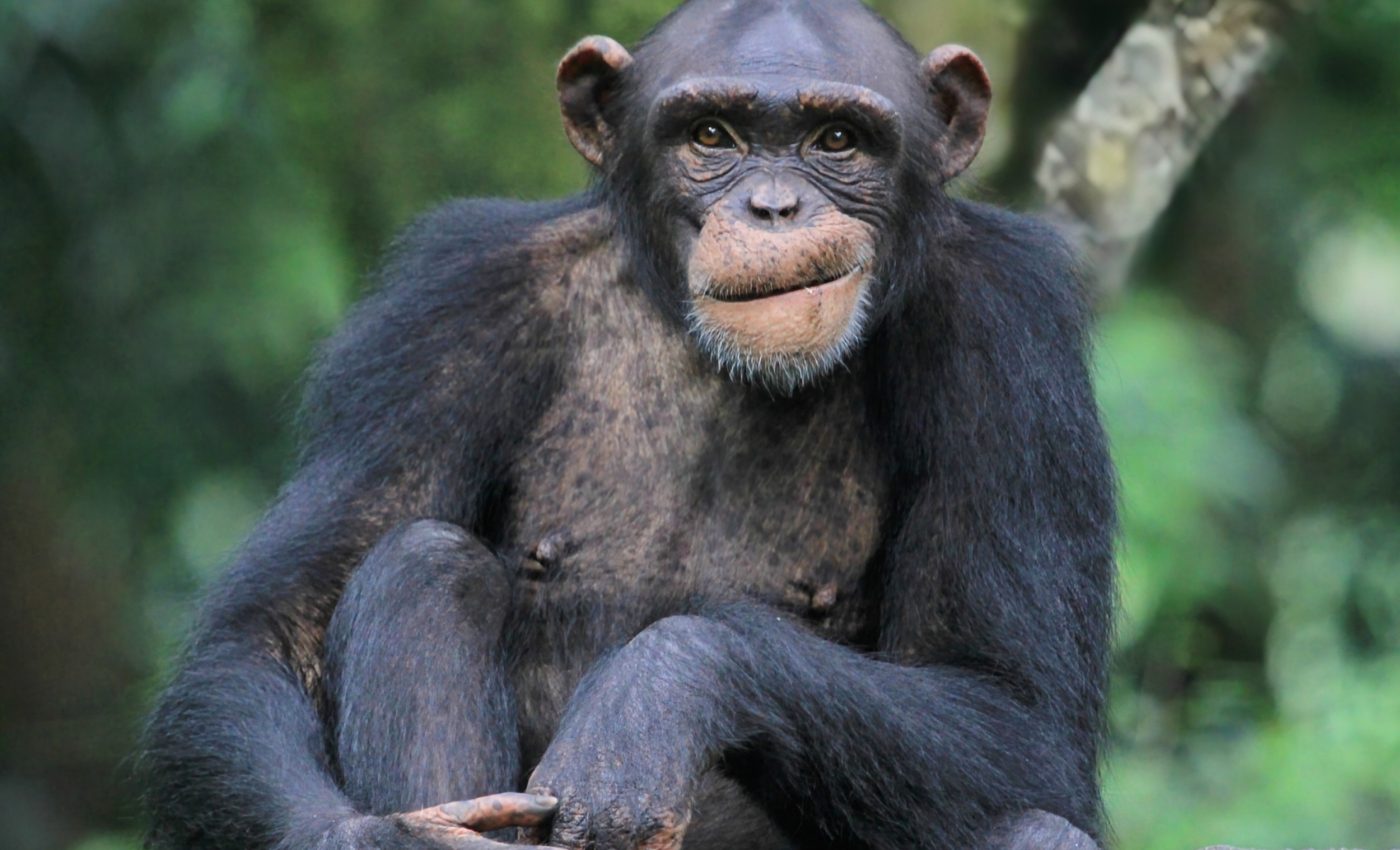 Human diseases threaten chimpanzees - but we can protect them