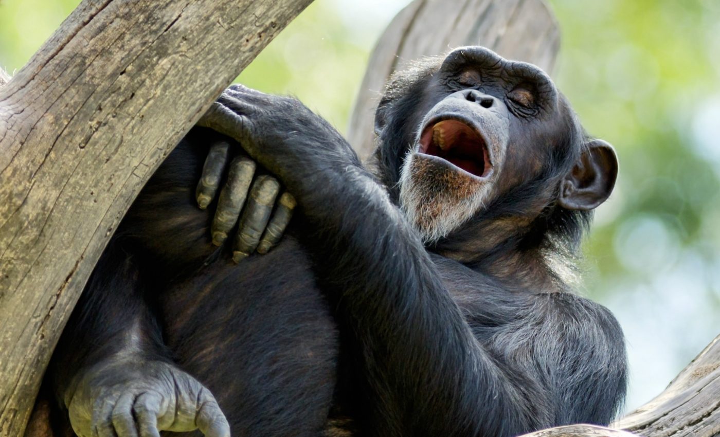 Chimpanzees catch yawns from robots - and lie down to rest