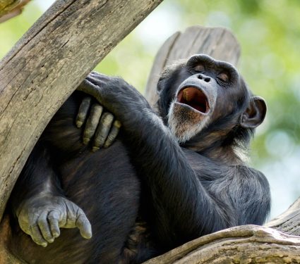 2025/06/Chimpanzees-yawn.jpg
