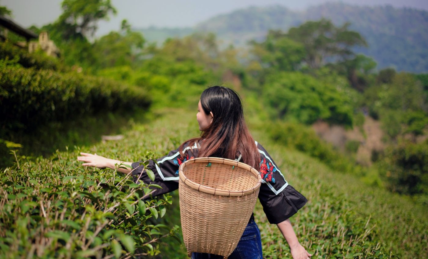 How a humble plant may help us save crops from drought