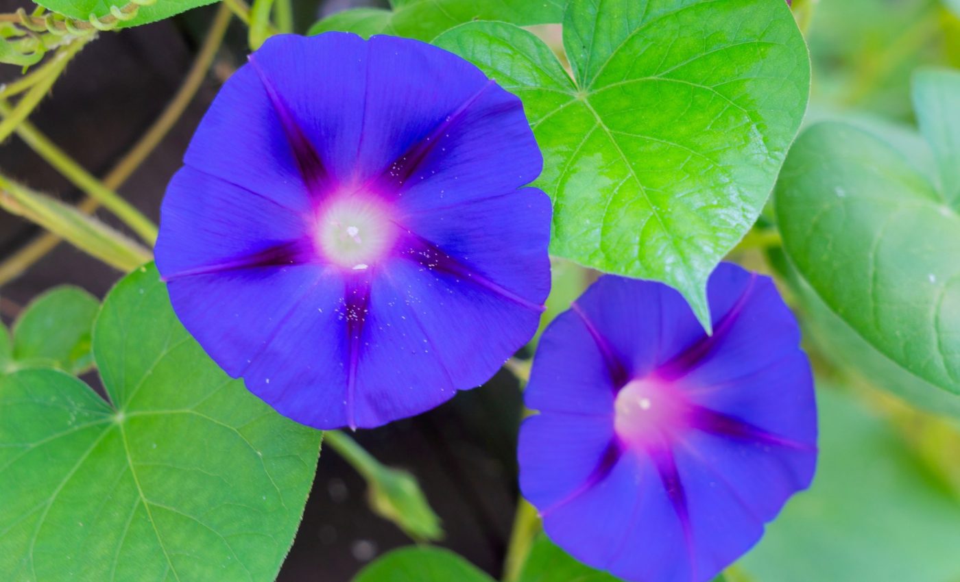 Fungus that lives in 'morning glory' flower seeds produces psychedelic effects similar to LSD