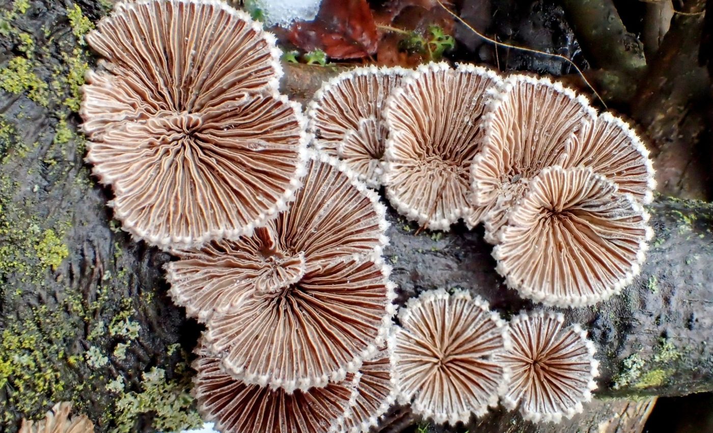 How mushrooms could replace materials like plastic and leather