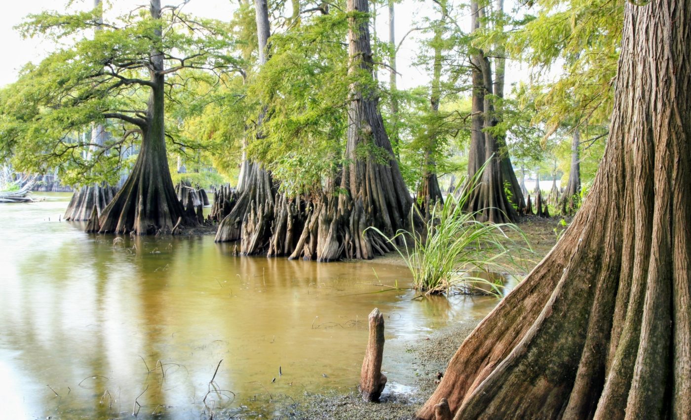 Bald cypress trees reveal long-term impact of climate change
