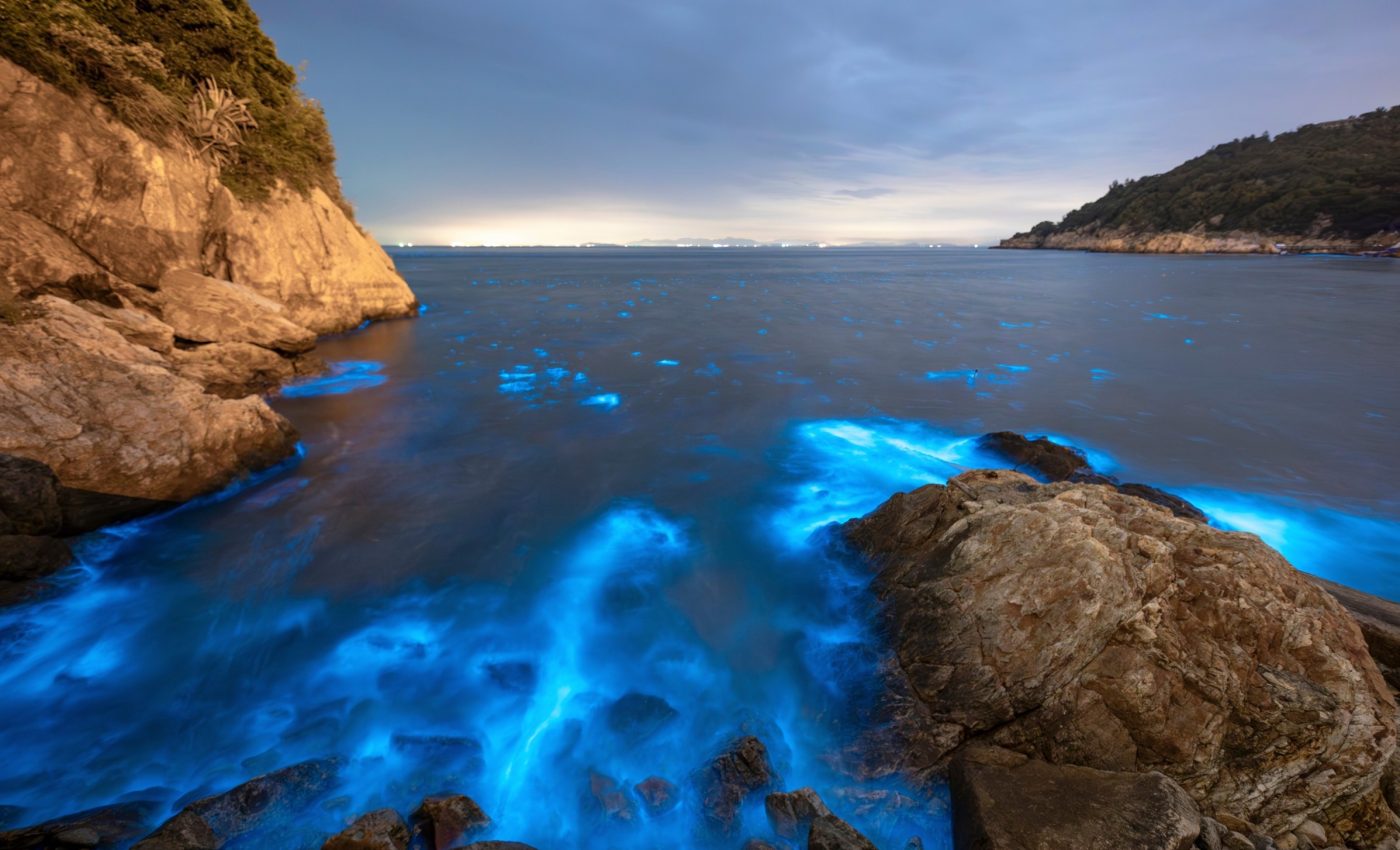 Tiny phytoplankton that feed ocean life are rapidly disappearing