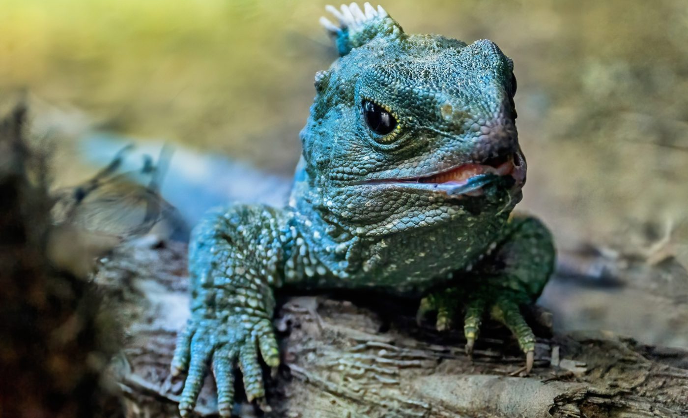 Reptiles survived 'hellish' conditions during Earth's worst climate crisis