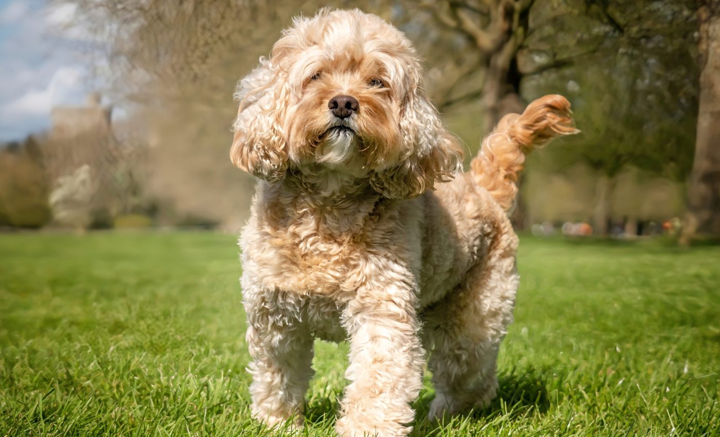 Some dogs have a higher risk of digestive problems like diarrhea