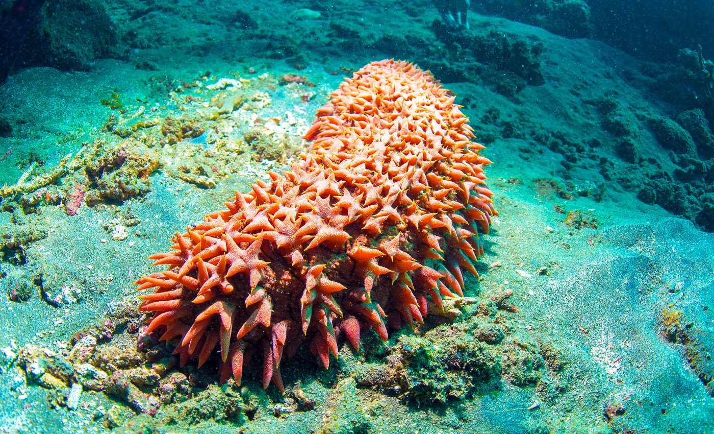 Sea cucumbers may help slow the spread of cancer, and without the side effects