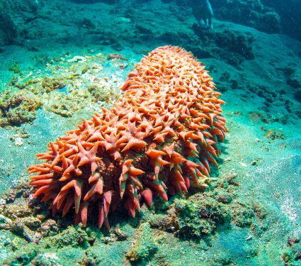 Bright,Red,Sea,Cucumber,(holothuroidea),,Bali,,Indonesia