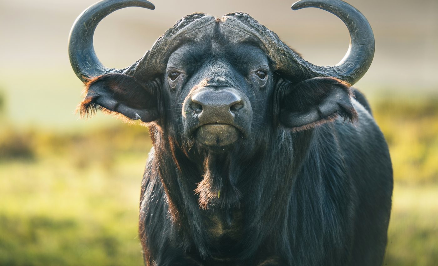 Herbivores survived millions of years of change - but now face a modern crisis