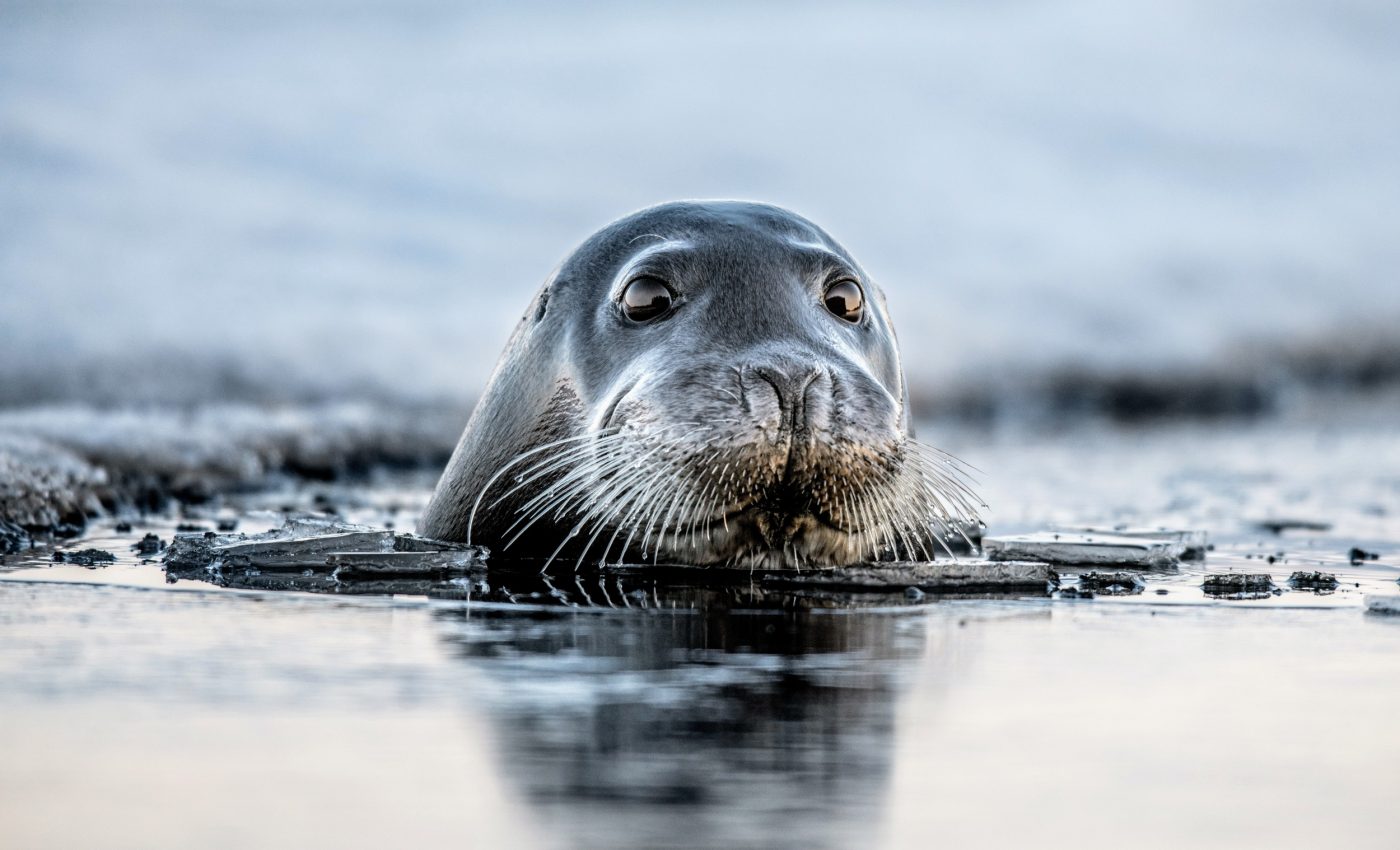 Mercury pollution rides ocean currents north, threatening Arctic wildlife