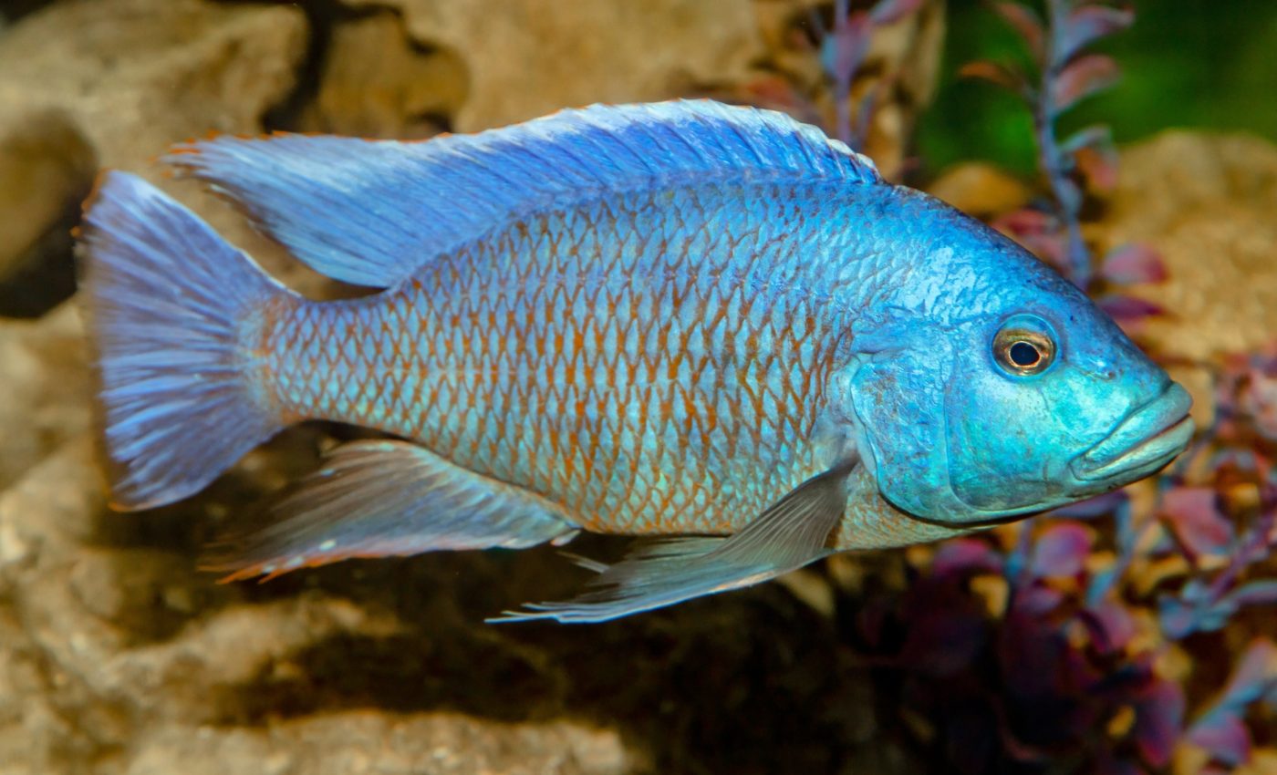 Genetic ‘supergenes’ power explosive evolution in some fish