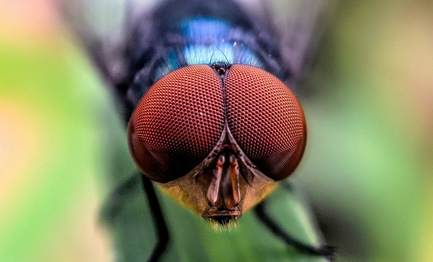 Extinction by design: Should we genetically erase harmful species?