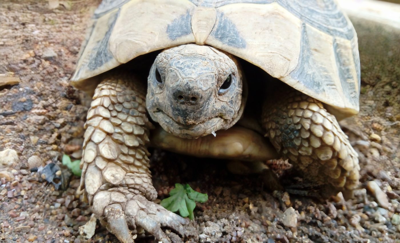 Turtle heads reveal an ancient reptilian secret