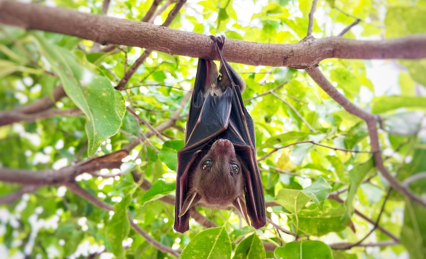 Bats don't get cancer, now scientists think they know the reason