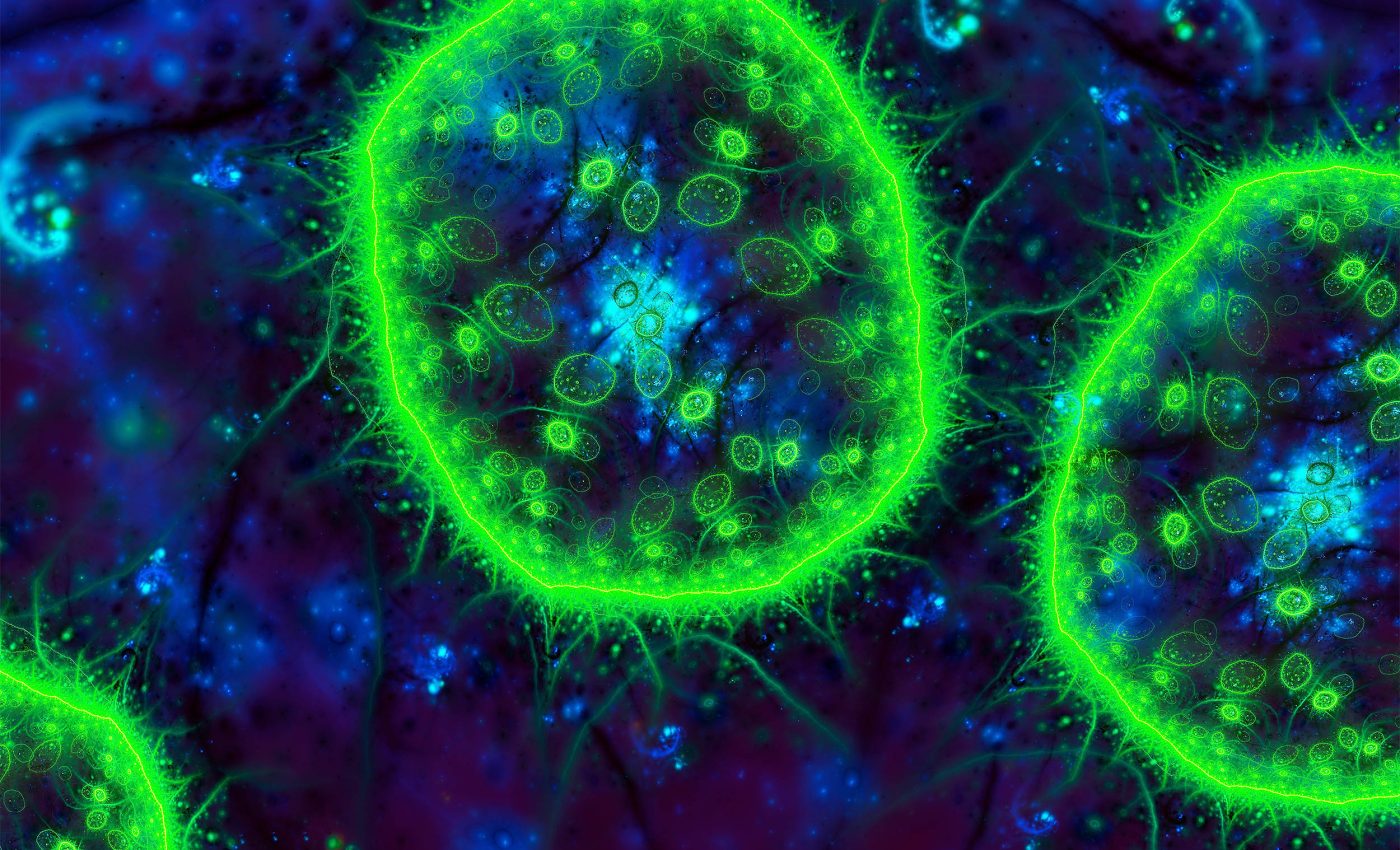 Study discovers that 'marine snow' keeps the ocean alive