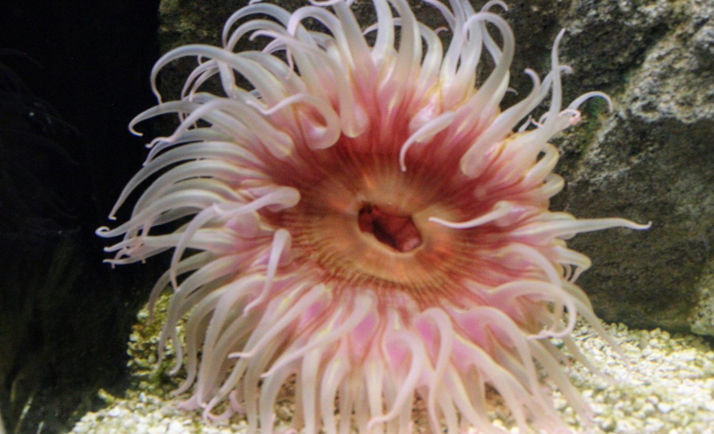 Sea anemones share a biological trick with humans