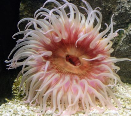 Sea-anemone-body.jpg