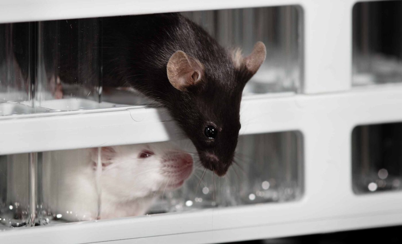 Scientists raised a mouse born from two male parents to adulthood for the first time
