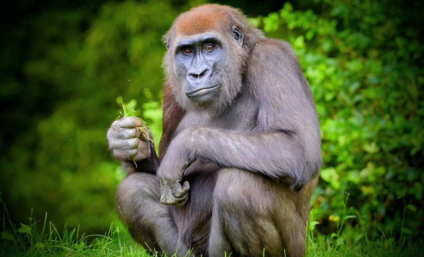 Early apes lived in a constantly changing world of fire and ash