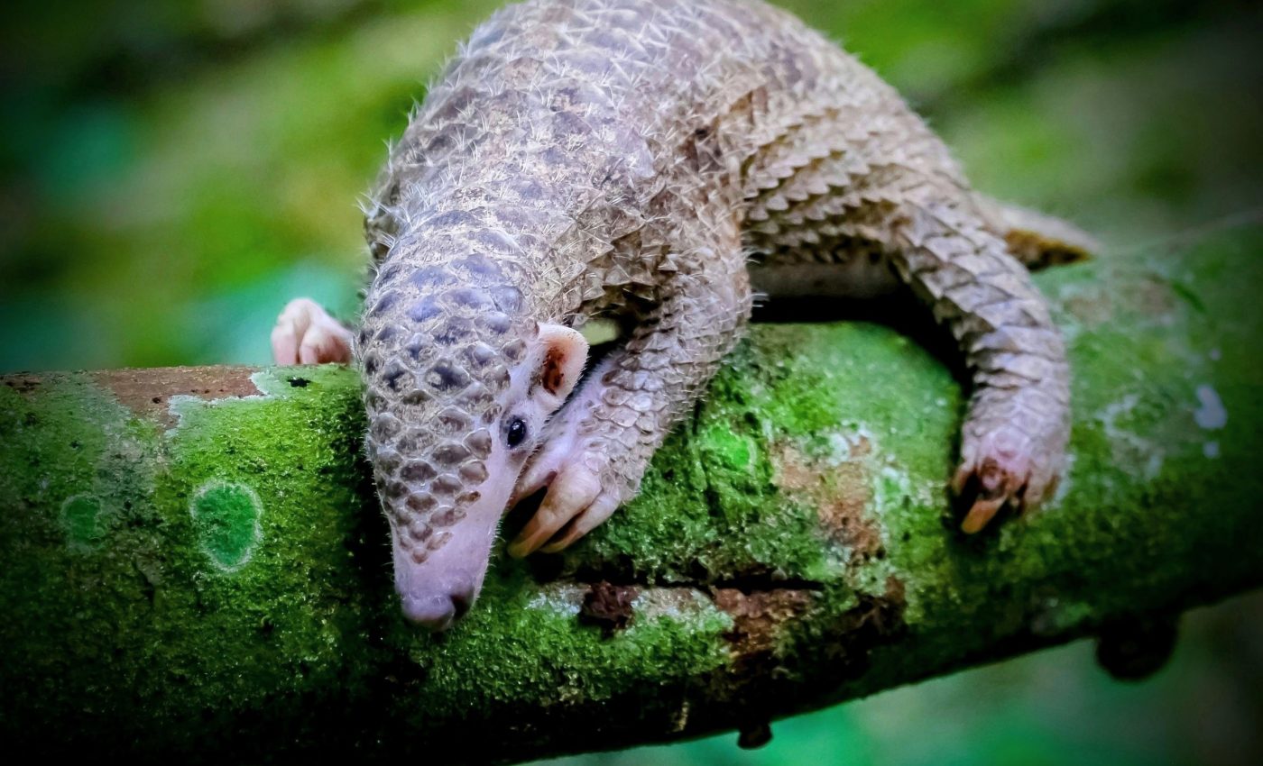 Disturbing study finds the true reason this amazing creature is on the verge of extinction