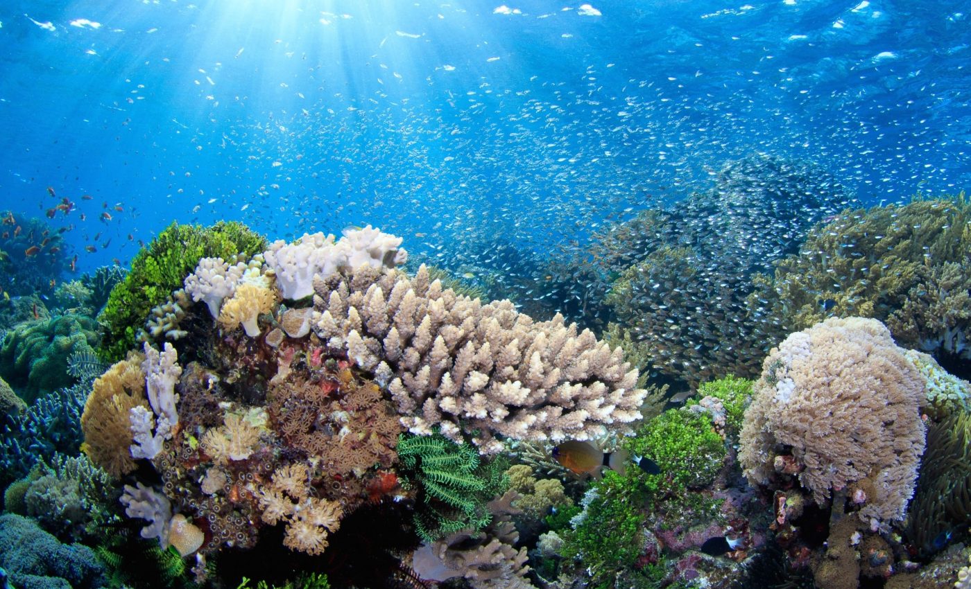 Wild temperature swings boost coral reef resilience