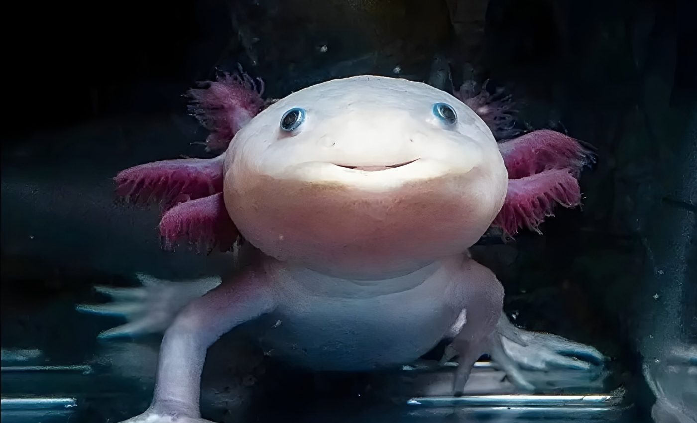 Secrets of axolotl healing could teach us how to regrow limbs