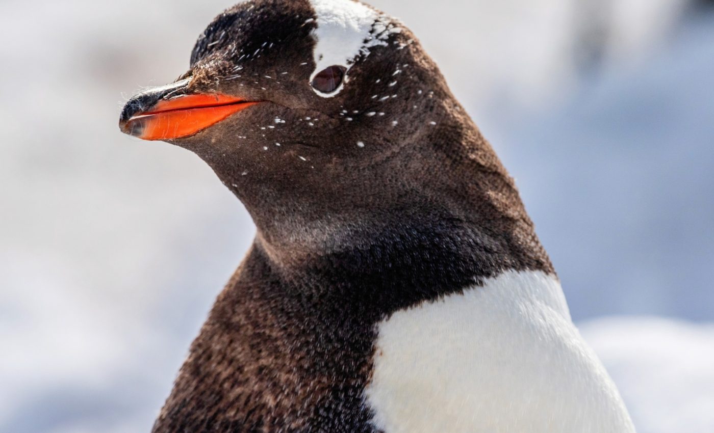 Sonar reveals how krill fishing is hurting Antarctic wildlife