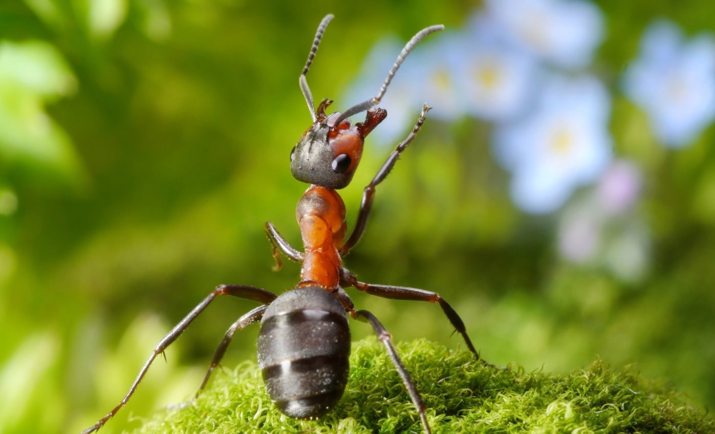 'Selfish DNA' can result in minority influence in social animal groups, including humans