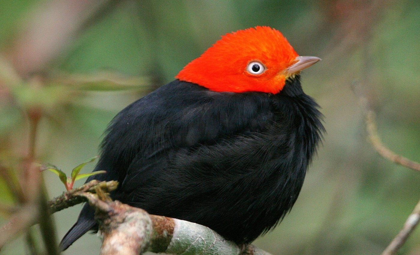 Territorial birds rule the dawn chorus in tropical forests