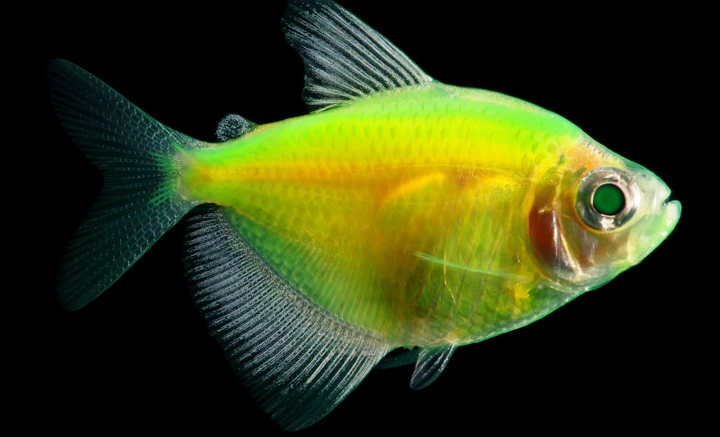 How fish started glowing over 100 million years ago