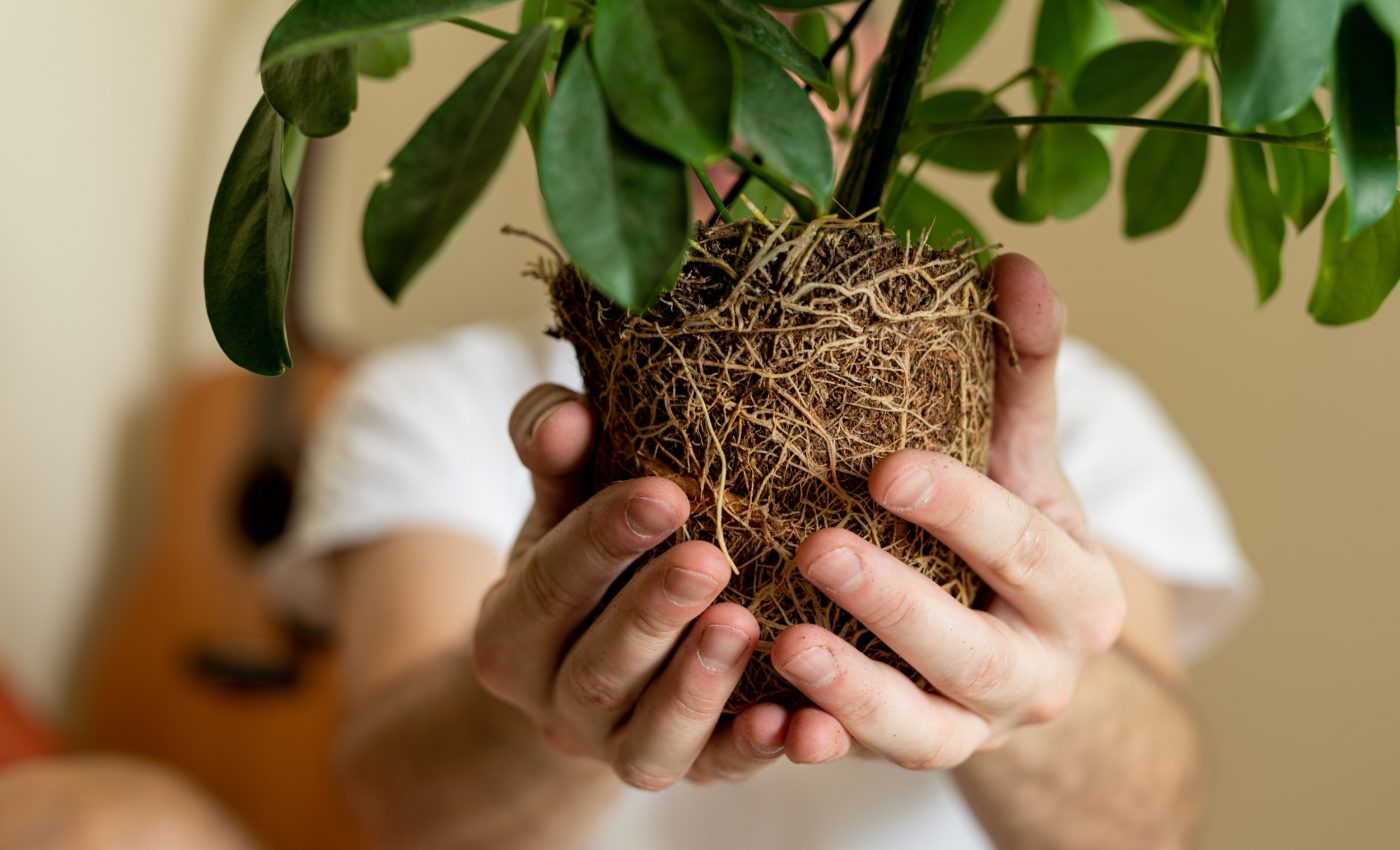 Plant roots could be key to fighting climate change