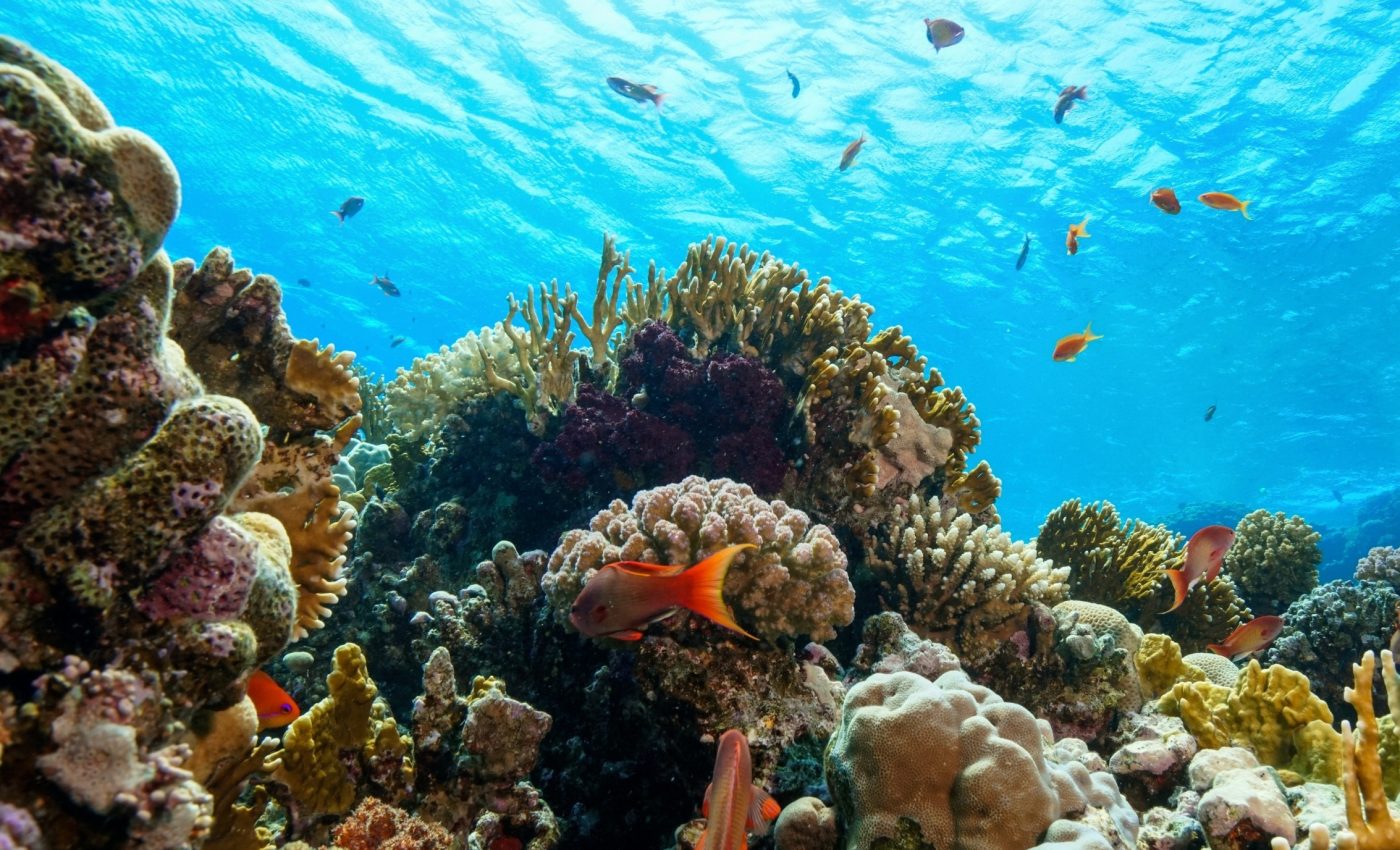 Ancient reefs were surprisingly empty compared to today