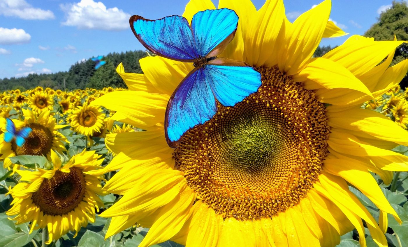 Farming for wildlife: How traditional practices can protect nature