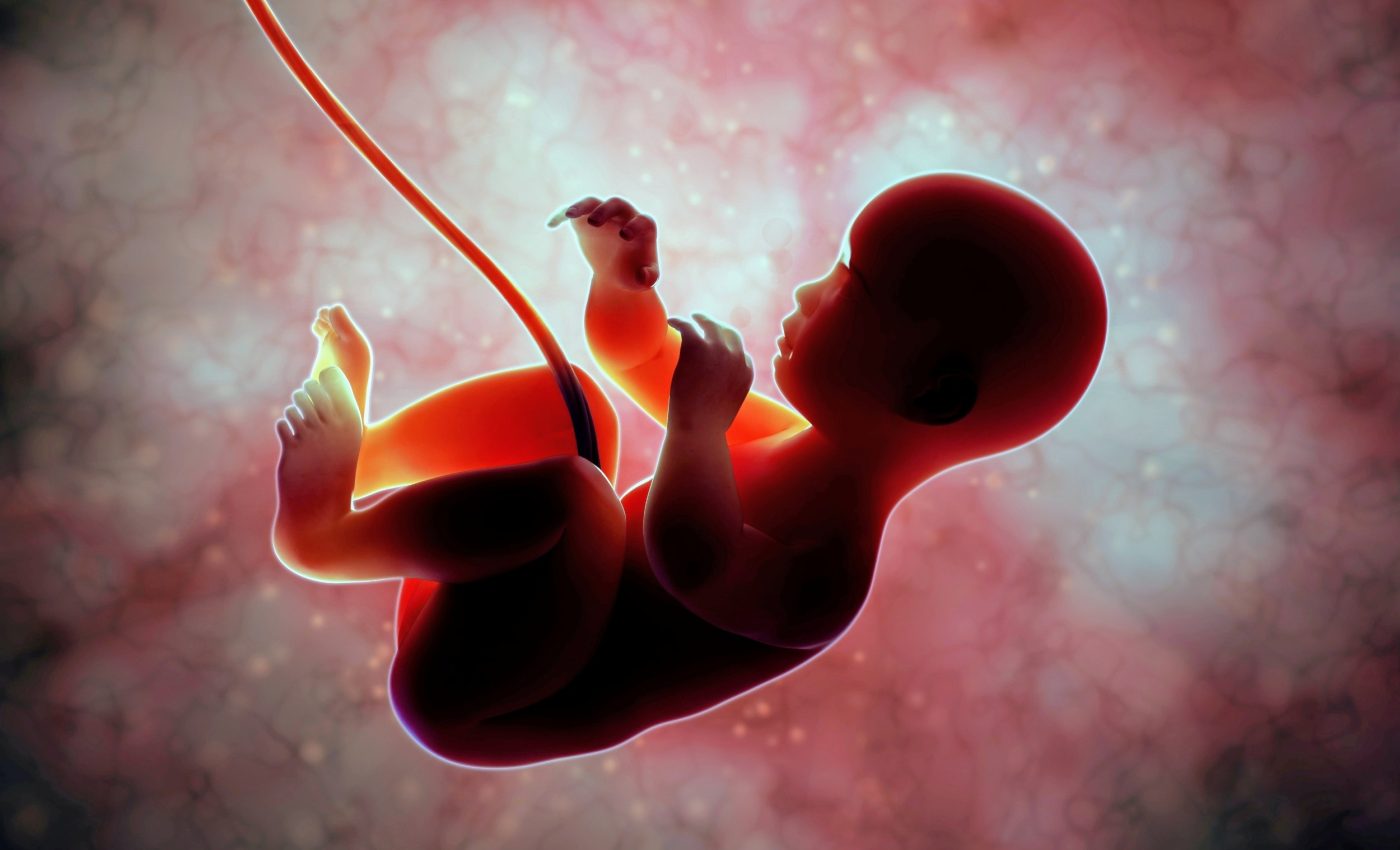 Hormones produced in the placenta may have driven human brain evolution