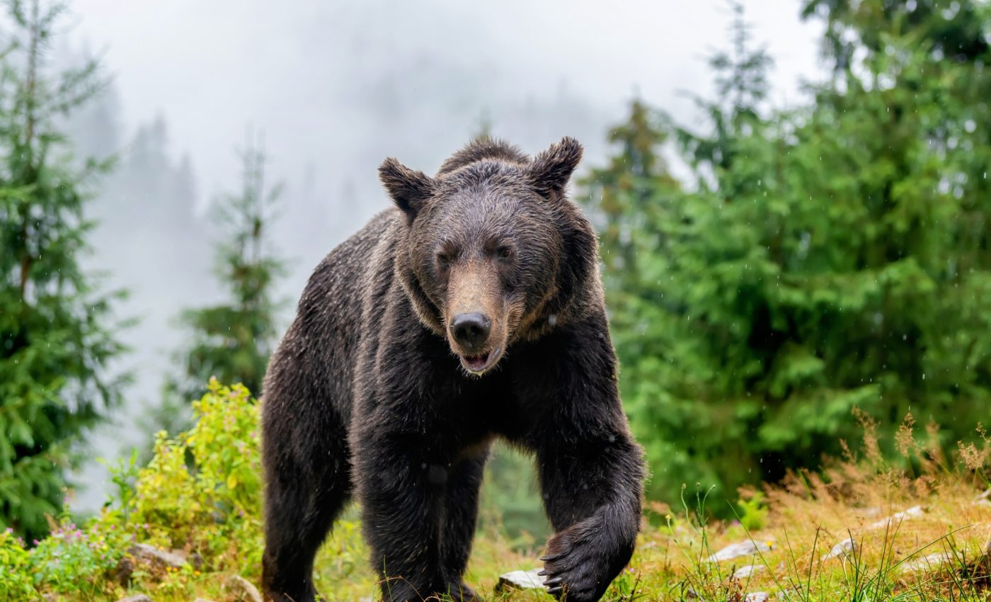 Brown bears move where their food grows
