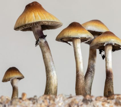 2025/06/psilocybin-cancer.jpg