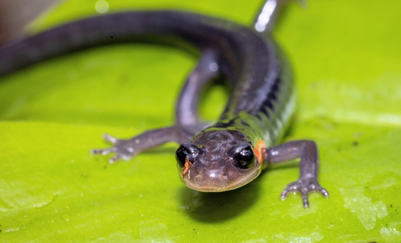 Giant salamander fossil reveals deep roots of Appalachian diversity