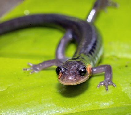 2025/06/Fossil-salamander.jpg