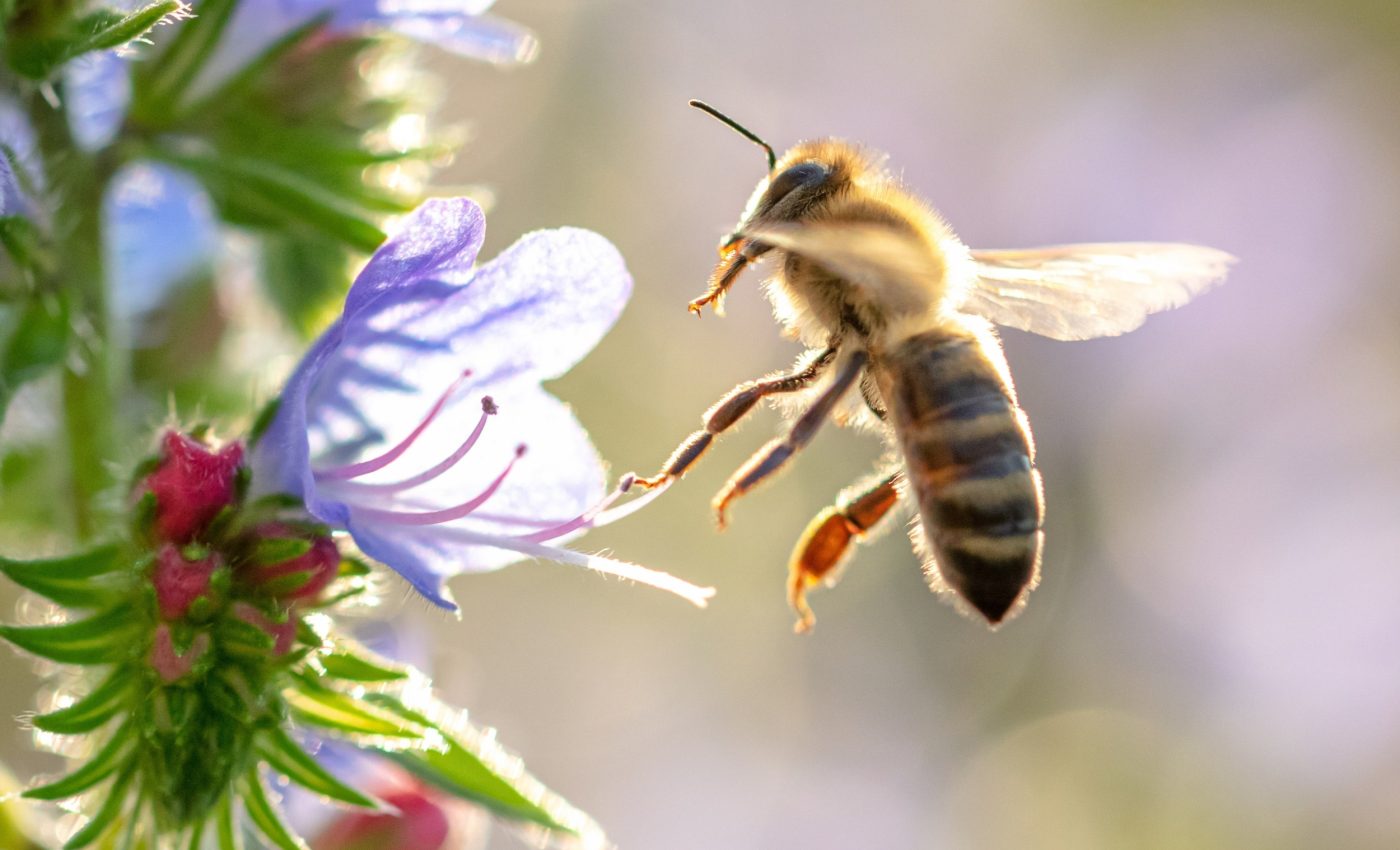 Organic farms and meadows can help save wild bees