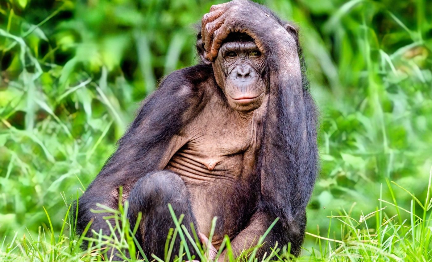 Facial expressions of bonobos offer a window into their lives