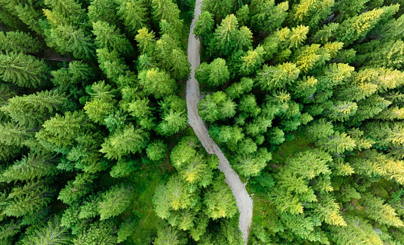 Creating forests can't realistically cancel out fossil fuel emissions