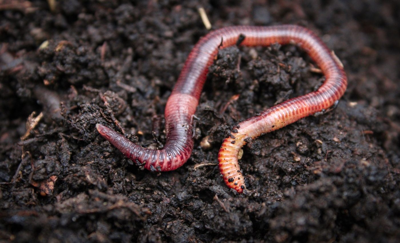 Earthworm DNA is changing how we understand evolution, possibly proving Darwin wrong