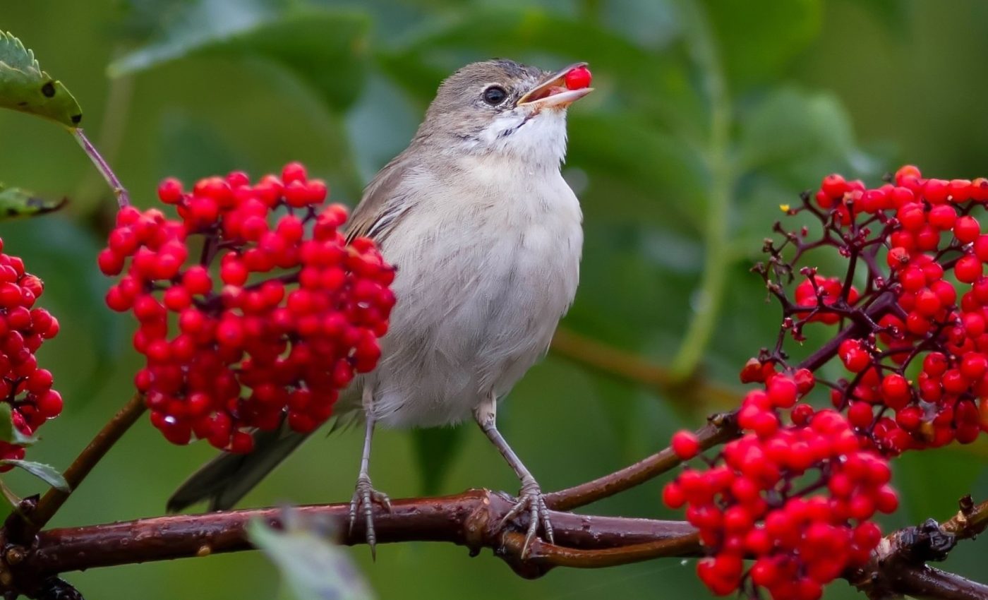 Why birds have an unusual appetite for sour foods