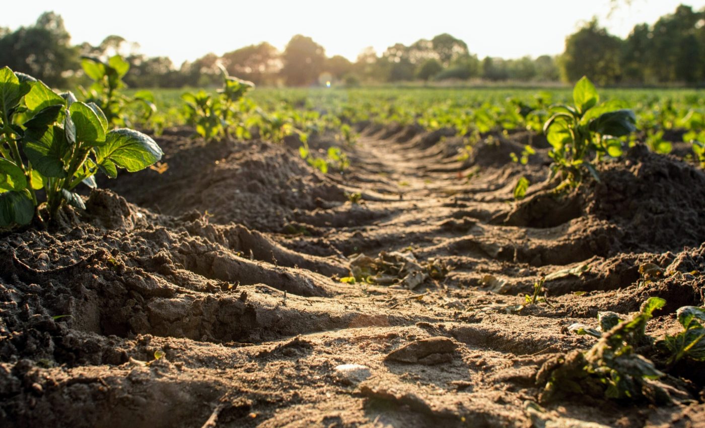 Bacteria that eat 'forever chemicals' discovered in contaminated soil