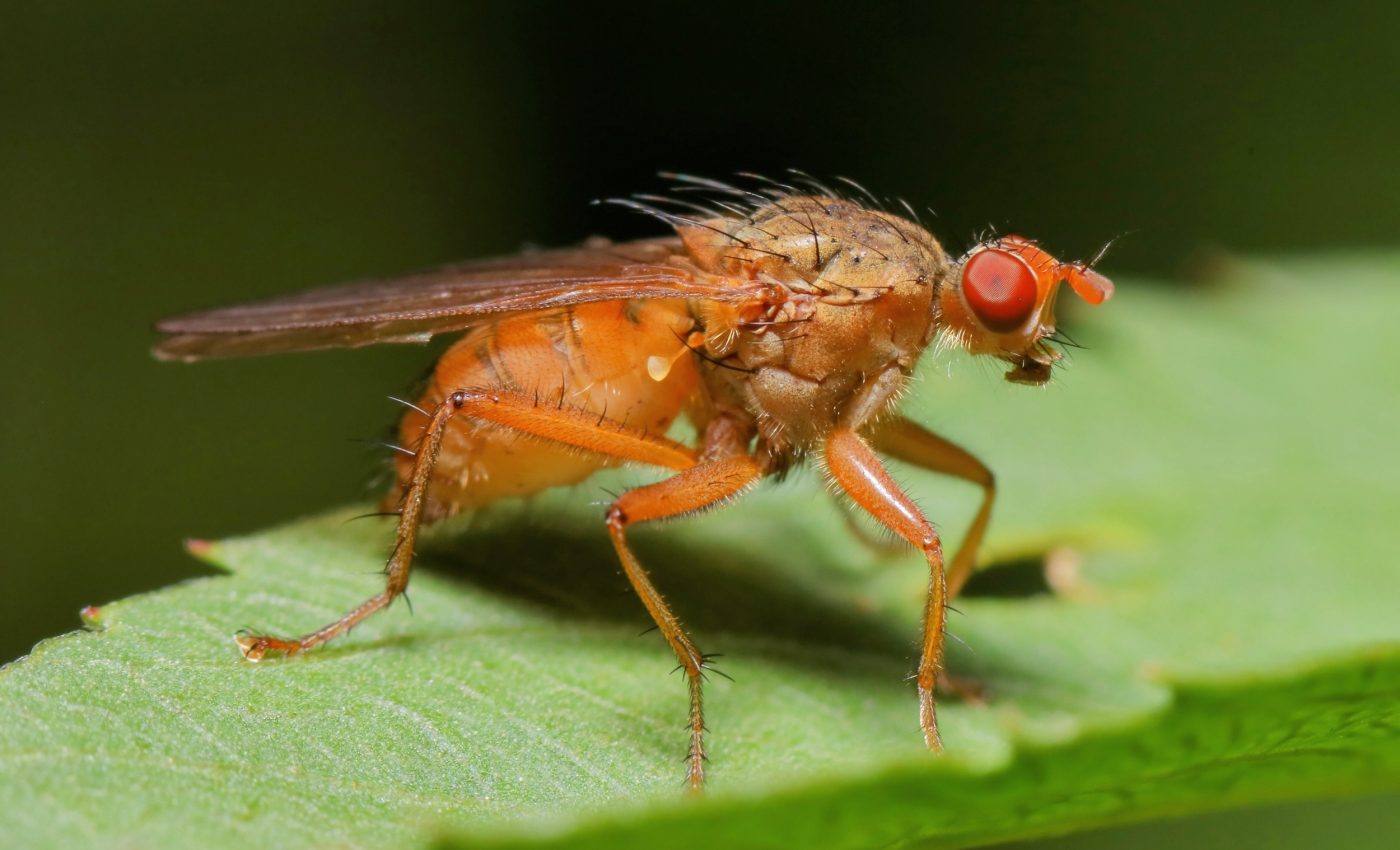 Muscle cells crawl across fruit fly organs to build body structures
