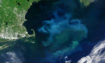2025/06/Gulf-of-Maine-bloom.jpg