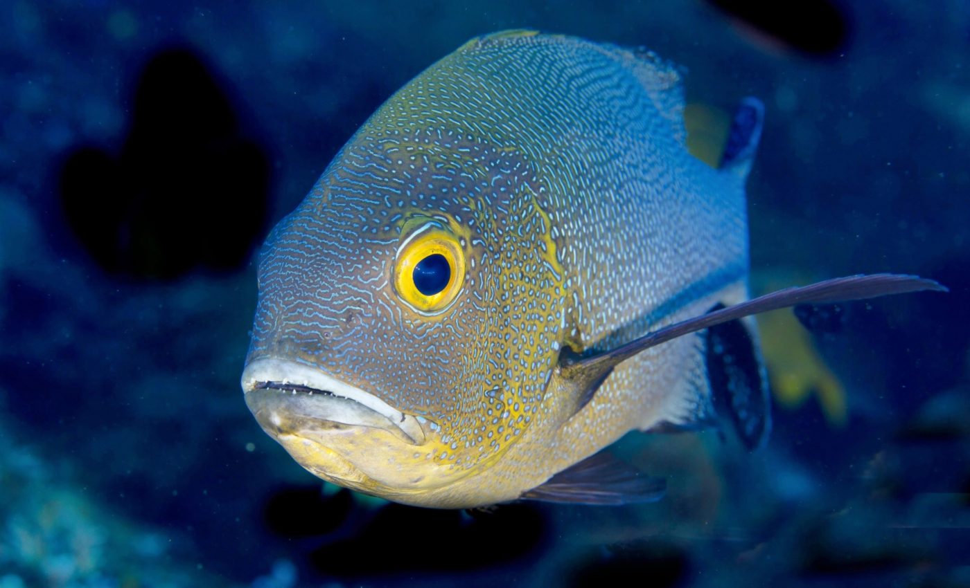 Why fish can’t evolve both powerful jaws and big teeth