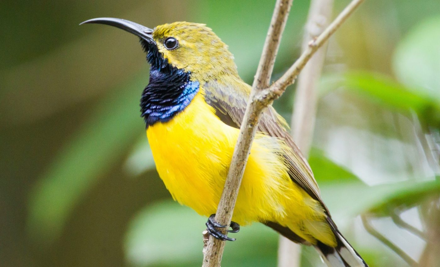 Hundreds of bird species could vanish in the next century
