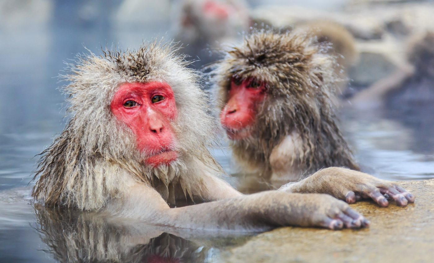 From rumbles to rituals: Scientists map the cultures of the animal kingdom